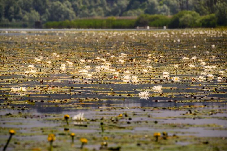 gallerie adriapula_0060_uccelli lago di varese canoa__260522